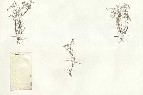 Spergularia segetalis (L.) G. Don f.  -  RO-HSepv 15001 photo