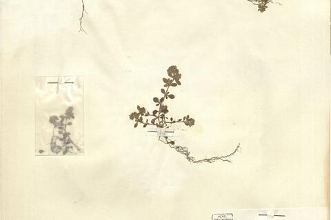 Polycarpon tetraphyllum (L.) L. cf. var. diphyllum (Cav.) DC. -  RO-HSepv 12123 photo