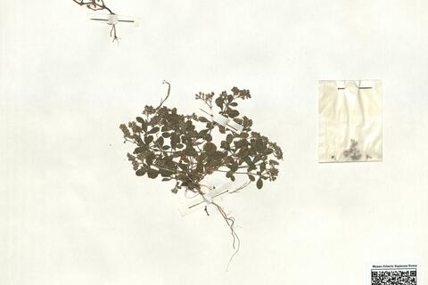 Polycarpon tetraphyllum (L.) L. var. tetraphyllum  -  RO-HSepv 16870 photo