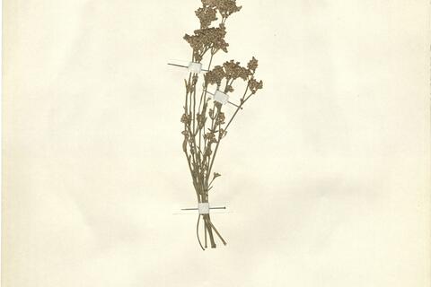 Ortegia hispanica L.  -  RO-HSepv 12119 - immagine 2