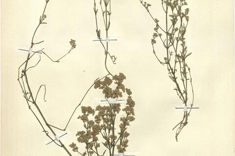 Ortegia hispanica L.  -  RO-HSepv 12119 photo