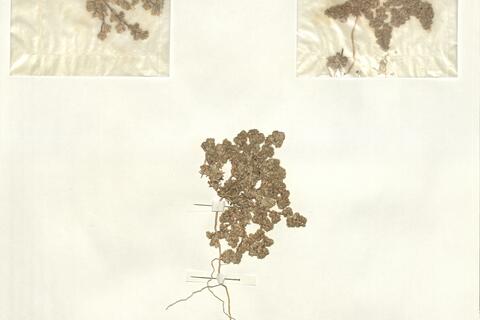 Loeflingia baetica Lag. -  RO-HSepv 13996 photo