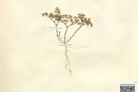 Loeflingia hispanica L.  -  RO-HSepv 12114 photo