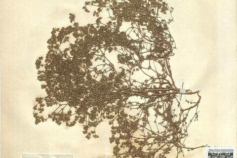 Loeflingia tavaresiana Samp. -  RO-HSepv 11181 photo