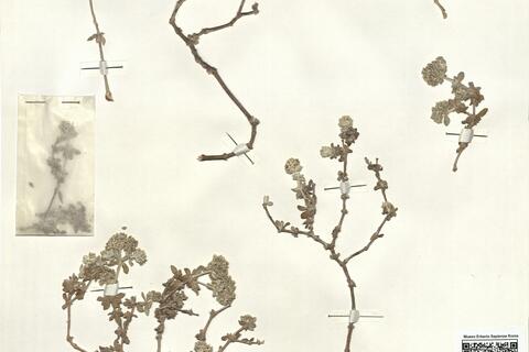 Polycarpaea robusta (Pitard) Kunkel ^ -  RO-HSepv 15974 photo