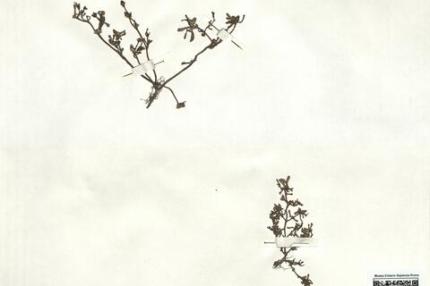 Portulaca oleracea L.  -  RO-HSepv 16846 photo