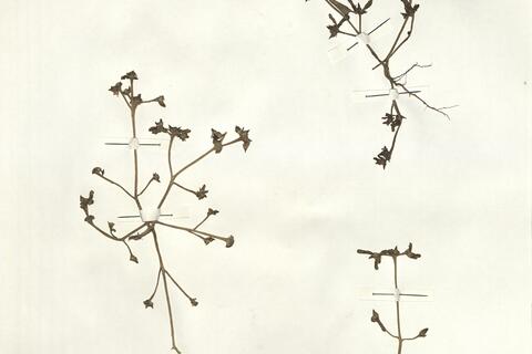 Portulaca oleracea L.  subsp. nitida Danin & H.G. Baker  -  RO-HSepv 13968 photo