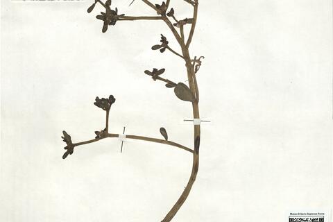 Portulaca oleracea L. subsp. nitida Danin & H.G. Baker -  RO-HSepv 18901 photo