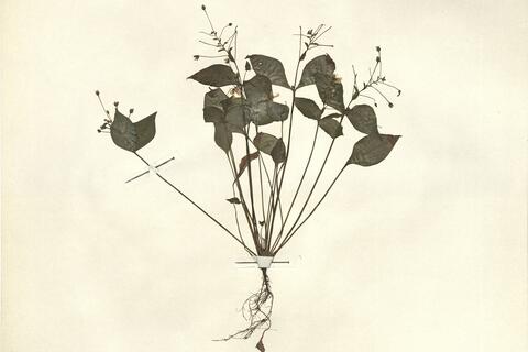 Claytonia sibirica L.  -  RO-HSepv 12982 - immagine 2