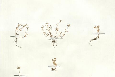 Montia fontana L. subsp. minor (C.C. Gmel.) Schübler & Martens -  RO-HSepv 17862 photo