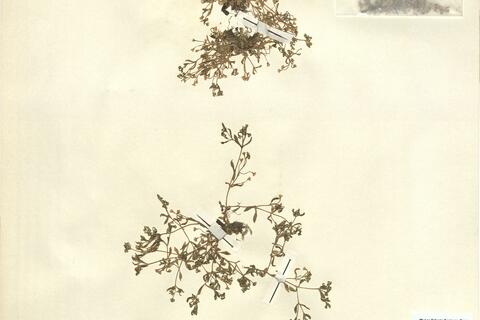 Montia minor C.C. Gmel. -  RO-HSepv 12983 photo