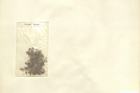 Montia minor C.C. Gmel. -  RO-HSepv 12984 photo