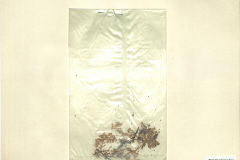 Montia minor C.C. Gmel. -  RO-HSepv 12985 photo