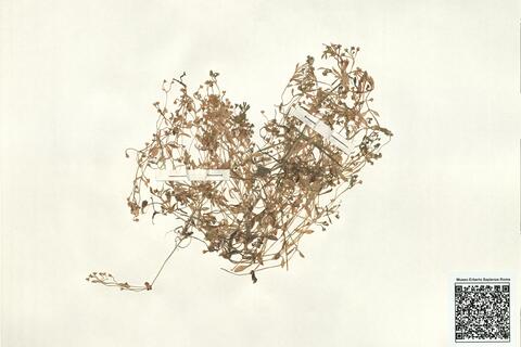 Montia minor C.C. Gmel. -  RO-HSepv 13967 photo