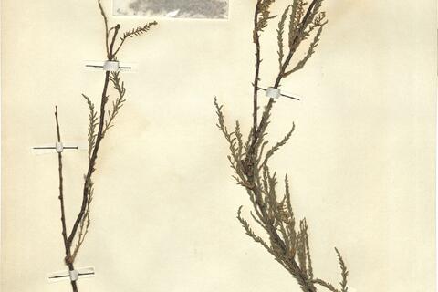 Tamarix africana Poir. -  RO-HSepv 12362 photo