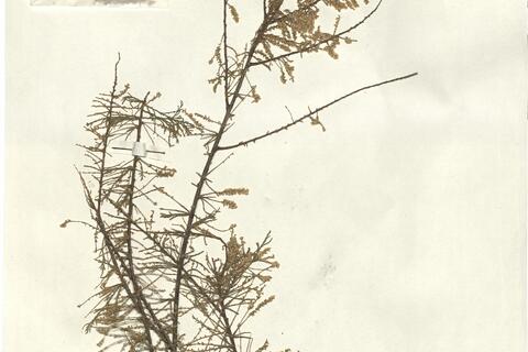 Tamarix canariensis Willd. -  RO-HSepv 13335 photo