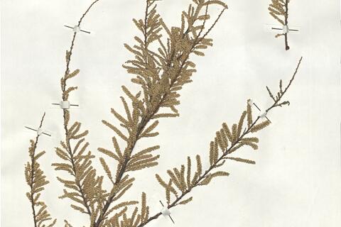 Tamarix canariensis Willd. -  RO-HSepv 19260 photo