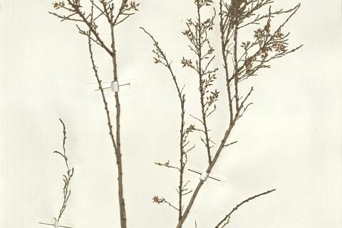 Tamarix gracilis Willd. -  RO-HSepv 14291 photo