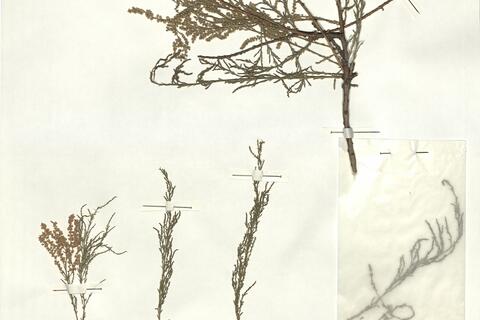 Tamarix hohenackeri Bunge -  RO-HSepv 17224 photo