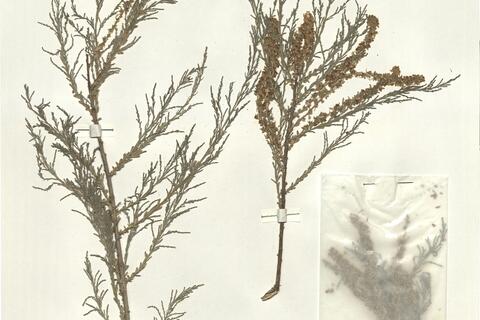 Tamarix meyeri Boiss. -  RO-HSepv 16275 photo