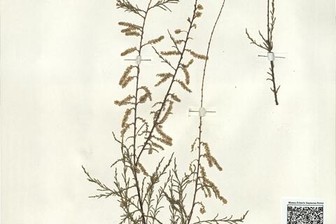 Tamarix smyrnensis Bunge -  RO-HSepv 16276 photo