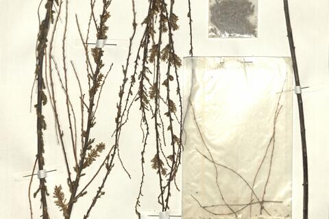 Myricaria squamosa Desv. -  RO-HSepv 15314 photo