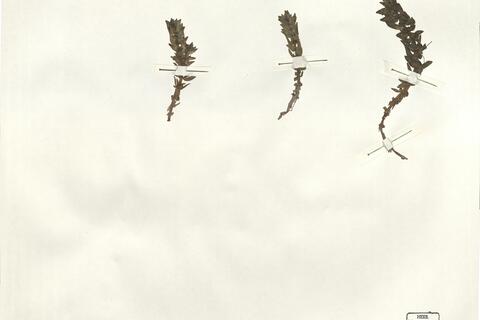 Elatine alsinastrum L.  -  RO-HSepv 14294 photo