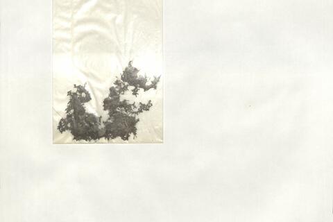 Elatine ambigua Wight -  RO-HSepv 19261 photo