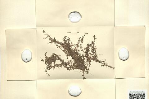 Elatine hexandra (Lapierre) DC. -  RO-HSepv 11460 photo