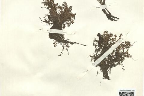 Elatine hexandra (Lapierre) DC. -  RO-HSepv 15316 photo