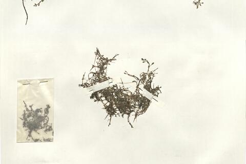 Elatine hydropiper L.  -  RO-HSepv 14295 photo