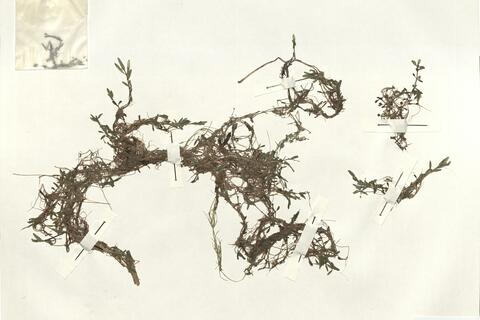 Elatine triandra Schkuhr  -  RO-HSepv 14297 photo