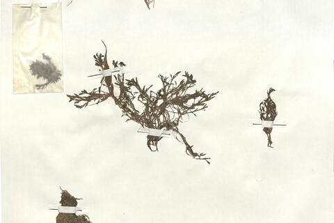 Elatine triandra Schkuhr  -  RO-HSepv 18193 photo