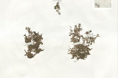 Elatine triandra Schkuhr ^ -  RO-HSepv 19263 photo