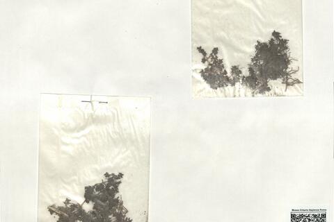 Elatine triandra Schkuhr ^  -  RO-HSepv 19262 photo