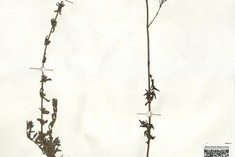 Hypericum afrum Lam. -  RO-HSepv 17193 photo