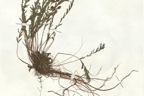 Hypericum barbatum Jacq. -  RO-HSepv 18164 - immagine 2