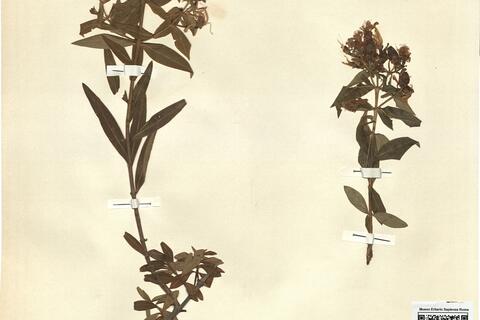 Hypericum canariense L.  -  RO-HSepv 11439 photo