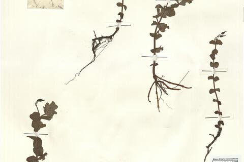 Hypericum elodes L. -  RO-HSepv 15294 photo