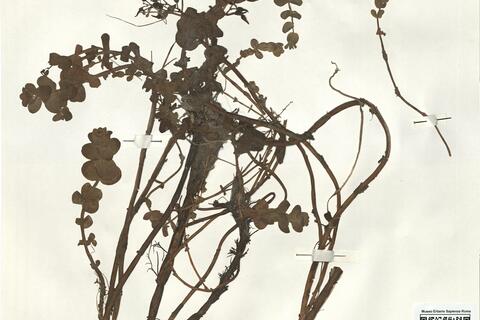 Hypericum elodes L. -  RO-HSepv 16260 photo