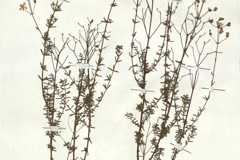 Hypericum empetrifolium Willd. subsp. empetrifolium -  RO-HSepv 18165 photo