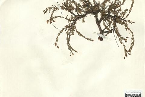 Hypericum heterophyllum Vent. -  RO-HSepv 12340 photo