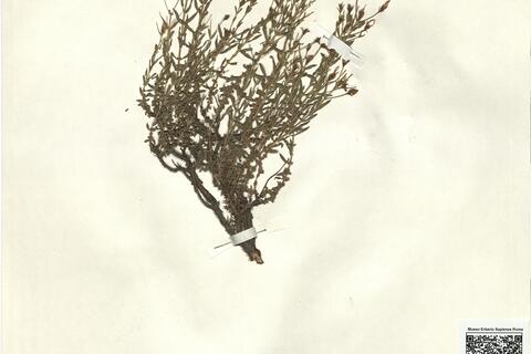 Hypericum heterophyllum Vent. -  RO-HSepv 12341 photo