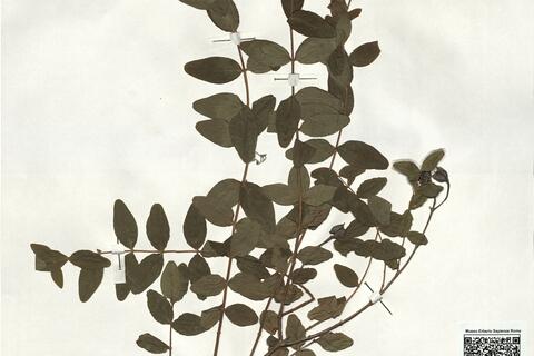 Hypericum hircinum L. subsp. hircinum -  RO-HSepv 19233 photo