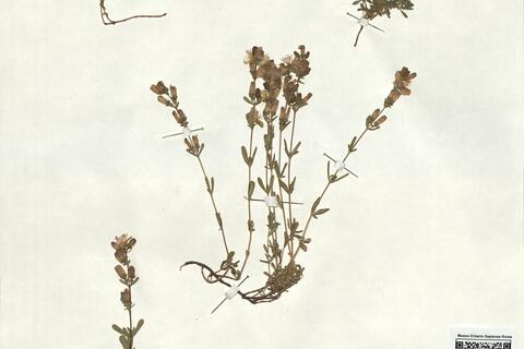 Hypericum linarioides Bosse  -  RO-HSepv 18167 photo