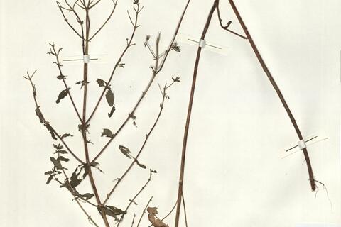 Hypericum maculatum Crantz subsp. obtusiusculum (Tourlet) Hayek -  RO-HSepv 14271 photo