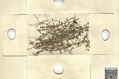 Hypericum majus (A. Gray) Britt. -  RO-HSepv 11441 photo