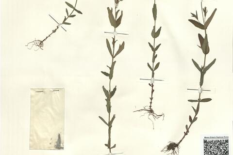 Hypericum majus (A. Gray) Britt. -  RO-HSepv 15295 photo