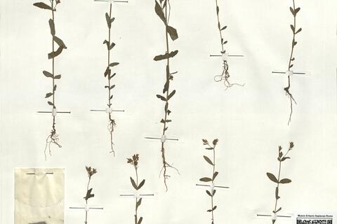 Hypericum majus (A. Gray) Britt. -  RO-HSepv 18168 photo