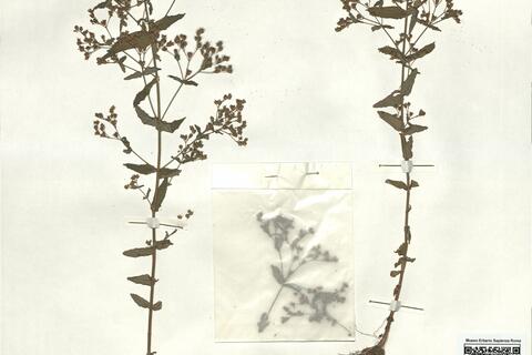 Hypericum mutilum L.  -  RO-HSepv 17196 photo